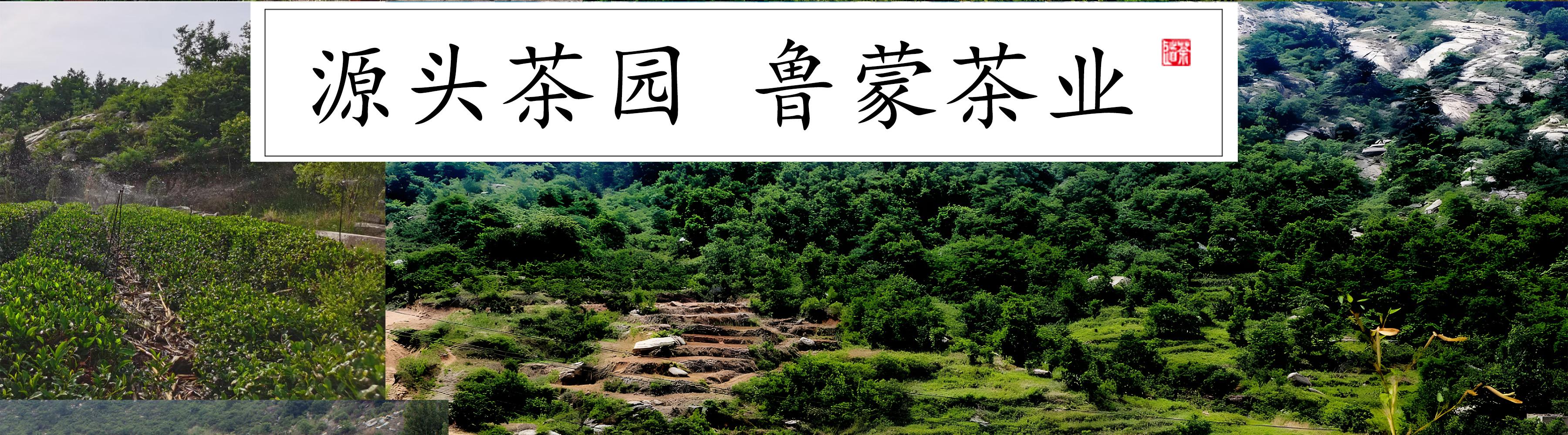 茶叶苗价格